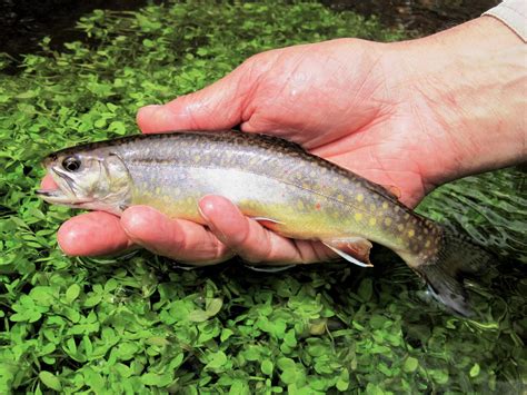 massachusetts freshwater fish species|Massachusetts — Native Fish Coalition.